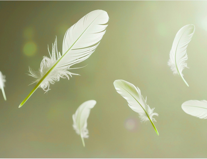 Plumes au vent