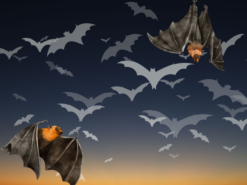 Chauves-souris, reines de la nuit