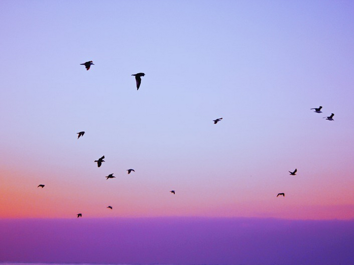 Observe les oiseaux - exploration